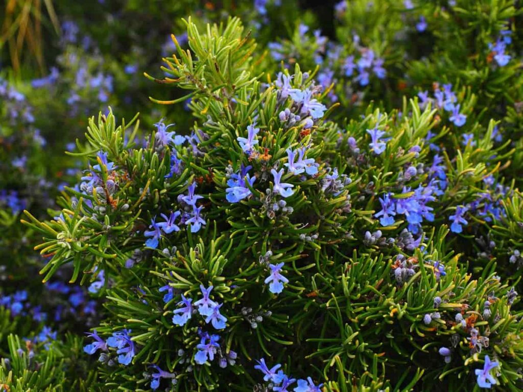 Seed Selection and Germination Process for Rosemary