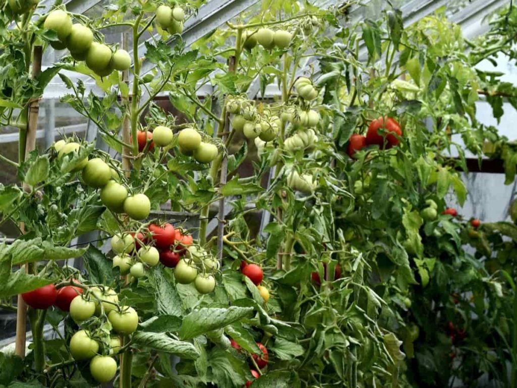 How to Grow Tomato Plants Faster