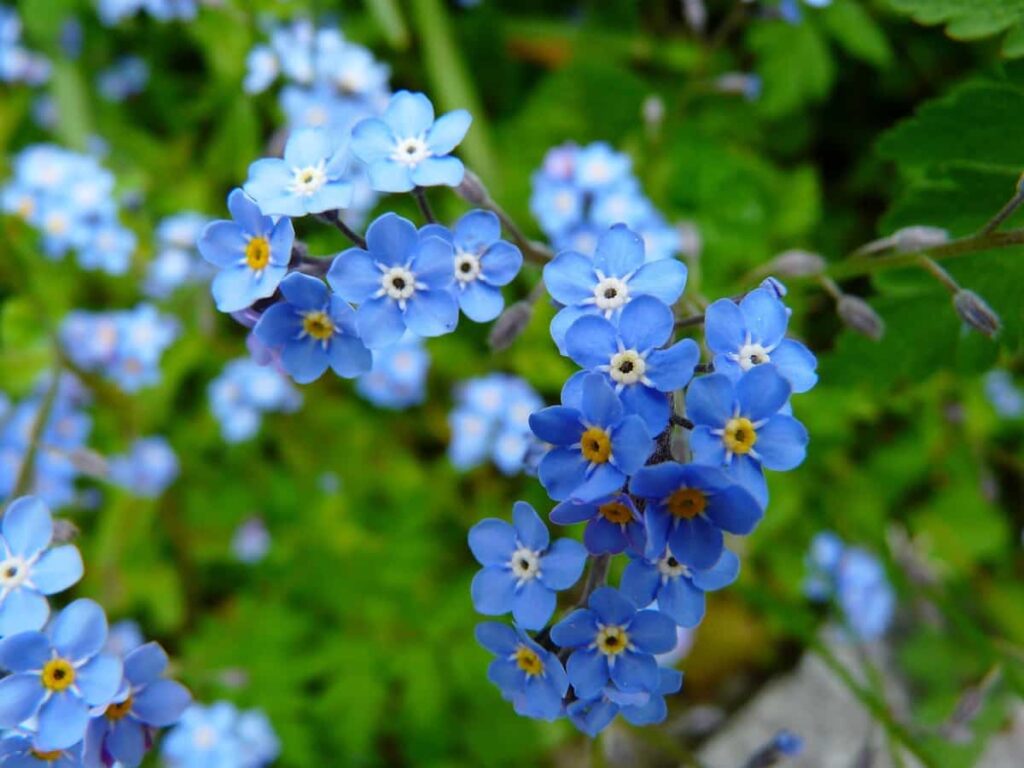 Growing Forget-Me-Not Plants