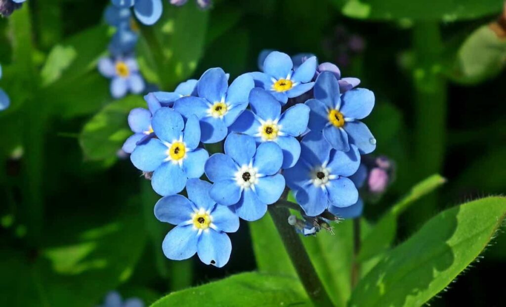 Forget-Me-Not Plant Garden