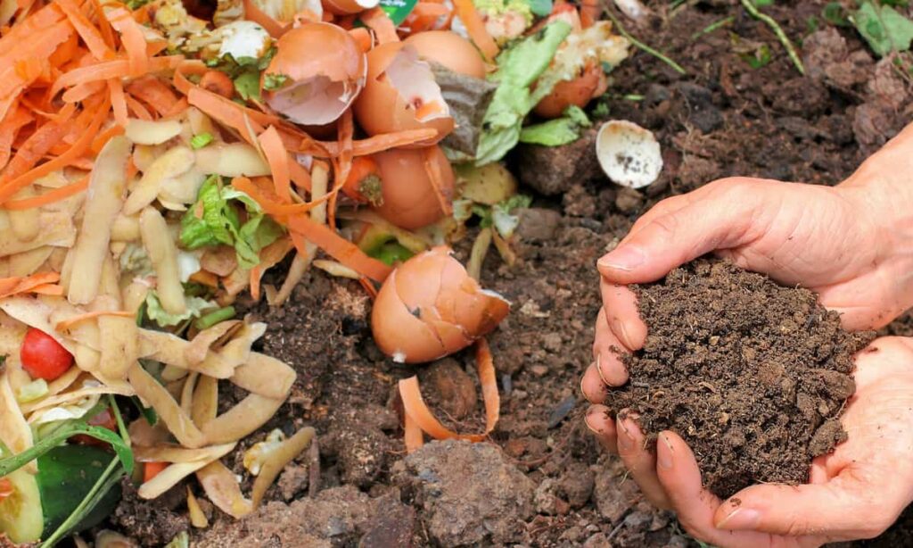 Compost from Food Waste