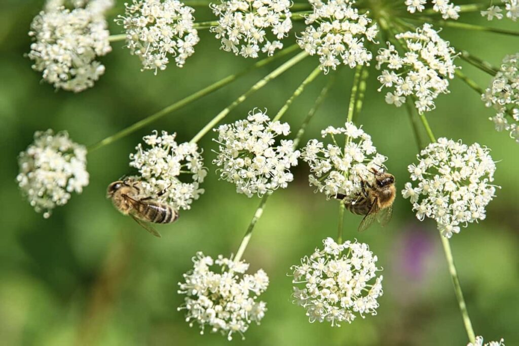 Bees on Ajwain Plant