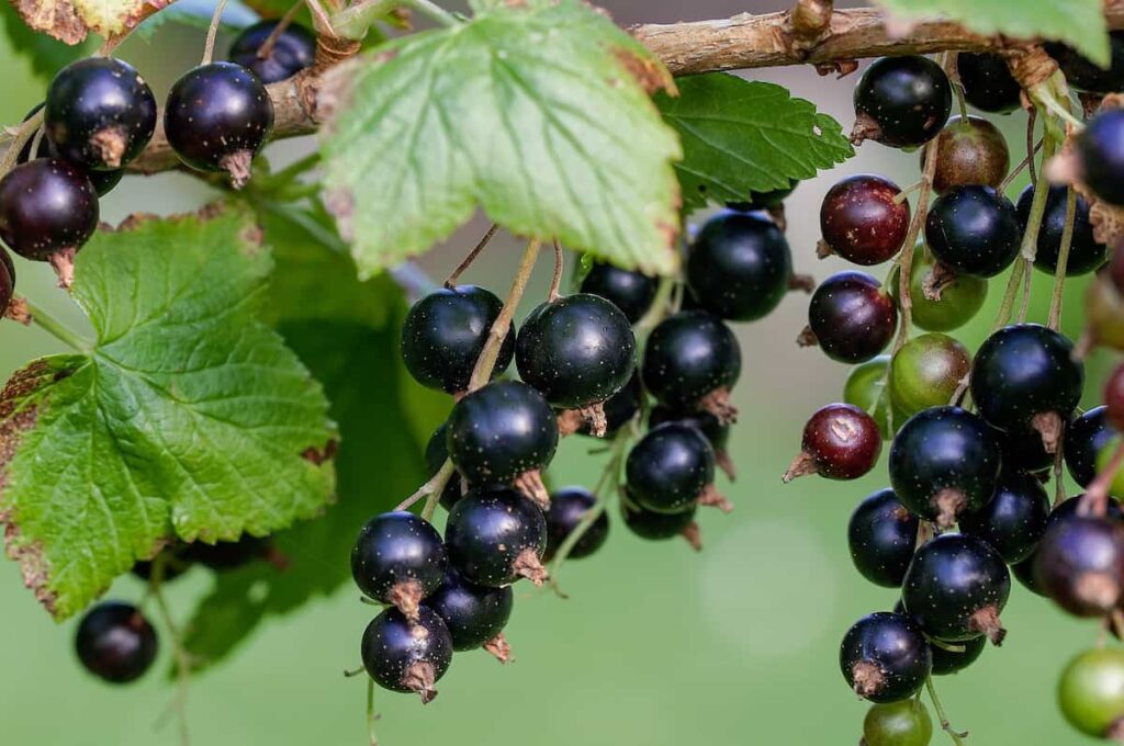 How to Grow Black Currants from Seed to Harvest