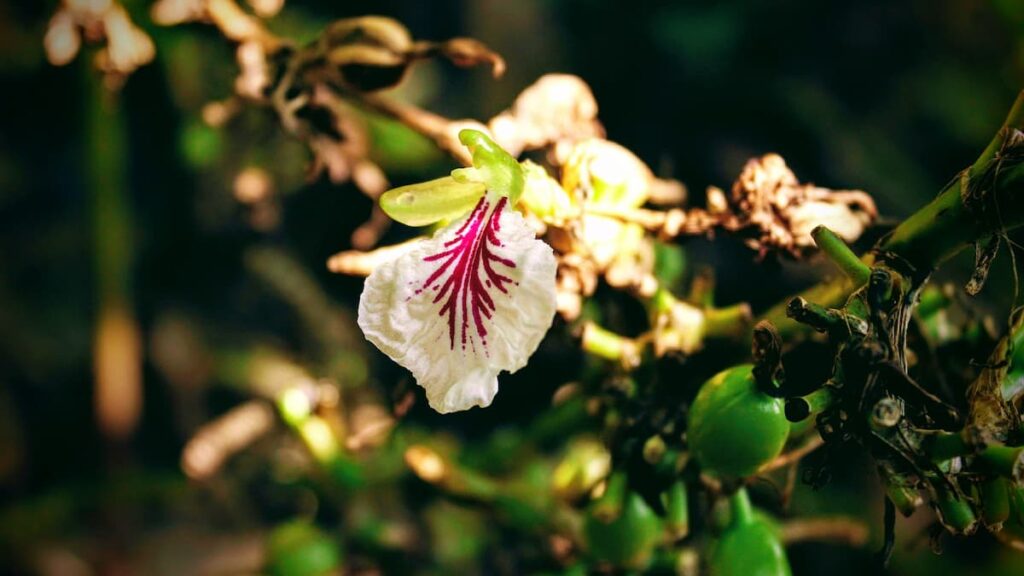 Cardamom Flowering