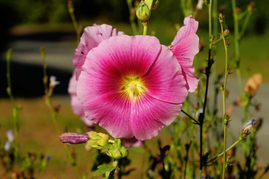 Pink Hollyhocks Flower