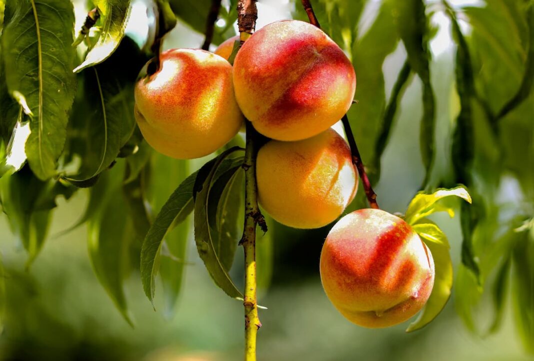 Cut peach seed — Stock Photo © lauria 3076403