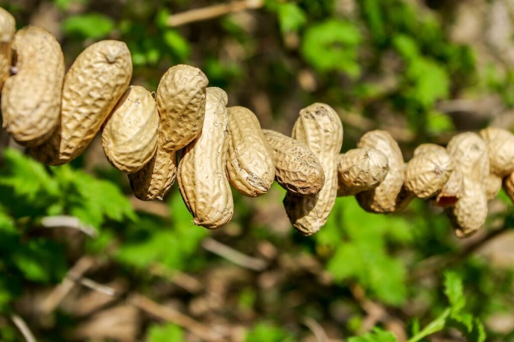How to Grow Peanuts in Raised Beds
