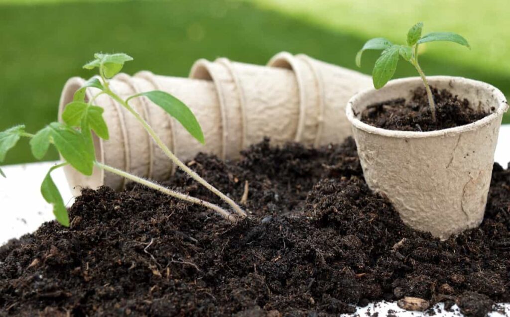 How to Prevent Soil Compaction in Pots