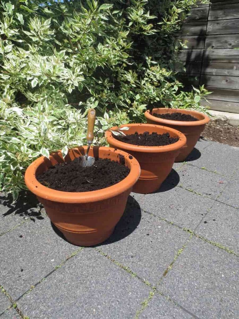 Filling Soil in Garden Pots