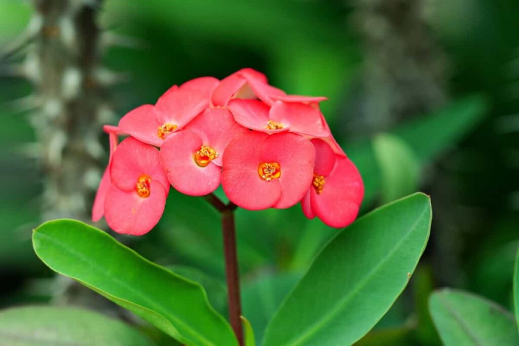 Outdoor Flowering Plants in India2
