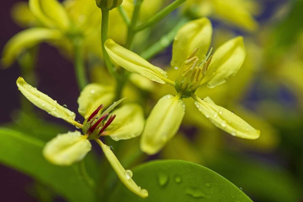 Best Outdoor Flowering Plants in India