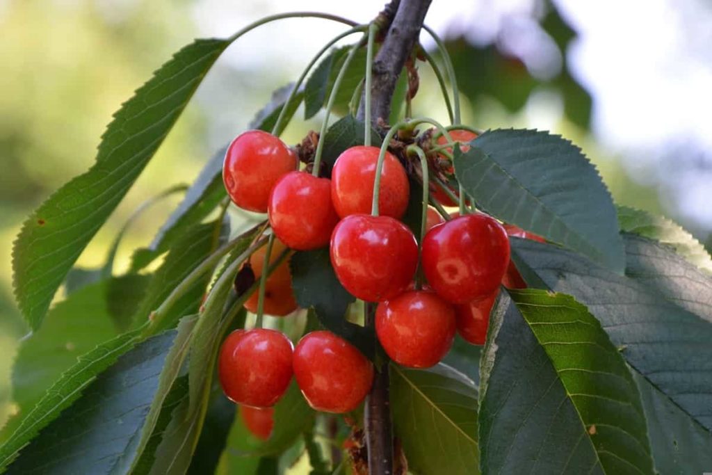 How to Plant Cherries from Seeds