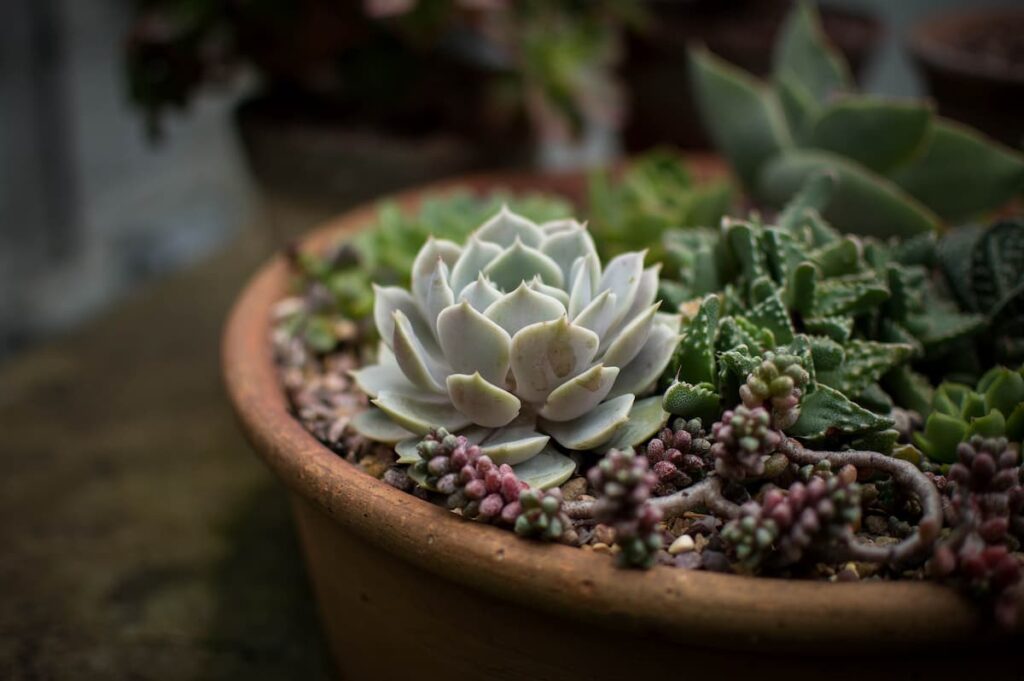 Types of Succulents in India