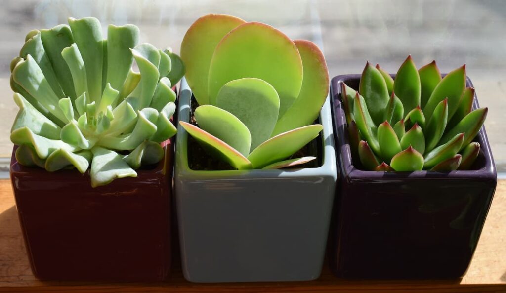 Indoor Succulent Plants