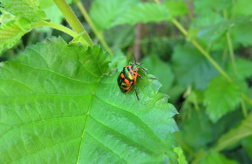 Beetle Bug in the garden