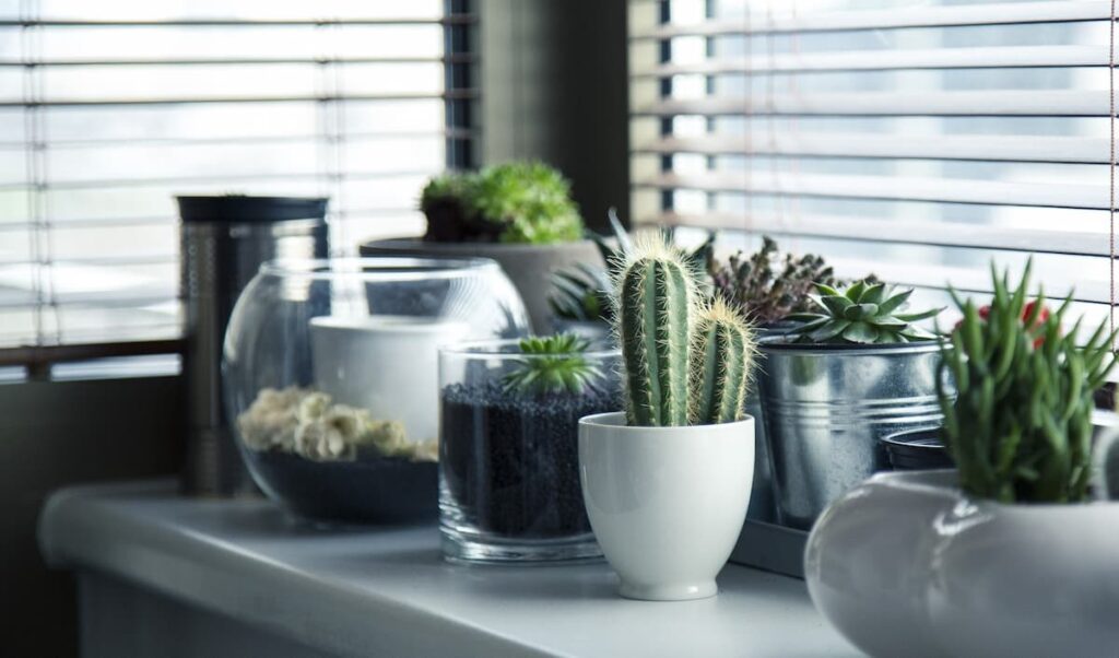 12 Tips to Keep Your Houseplants Healthy