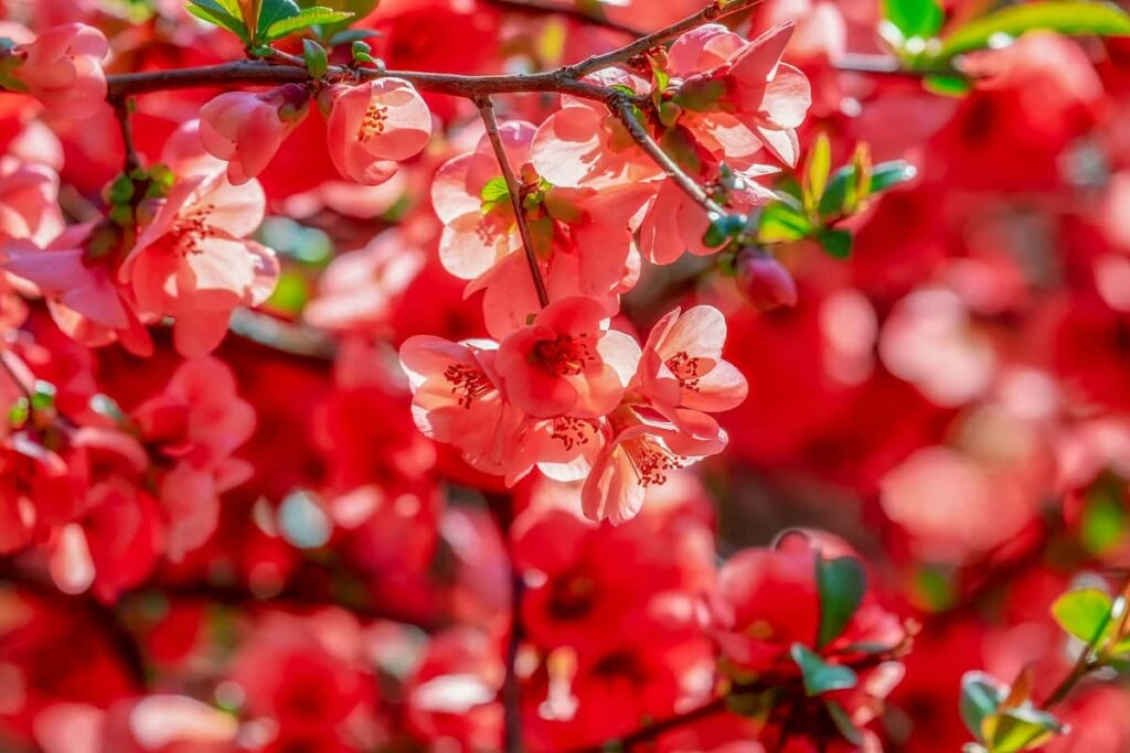 16 Fragrant Spring-flowering Shrubs