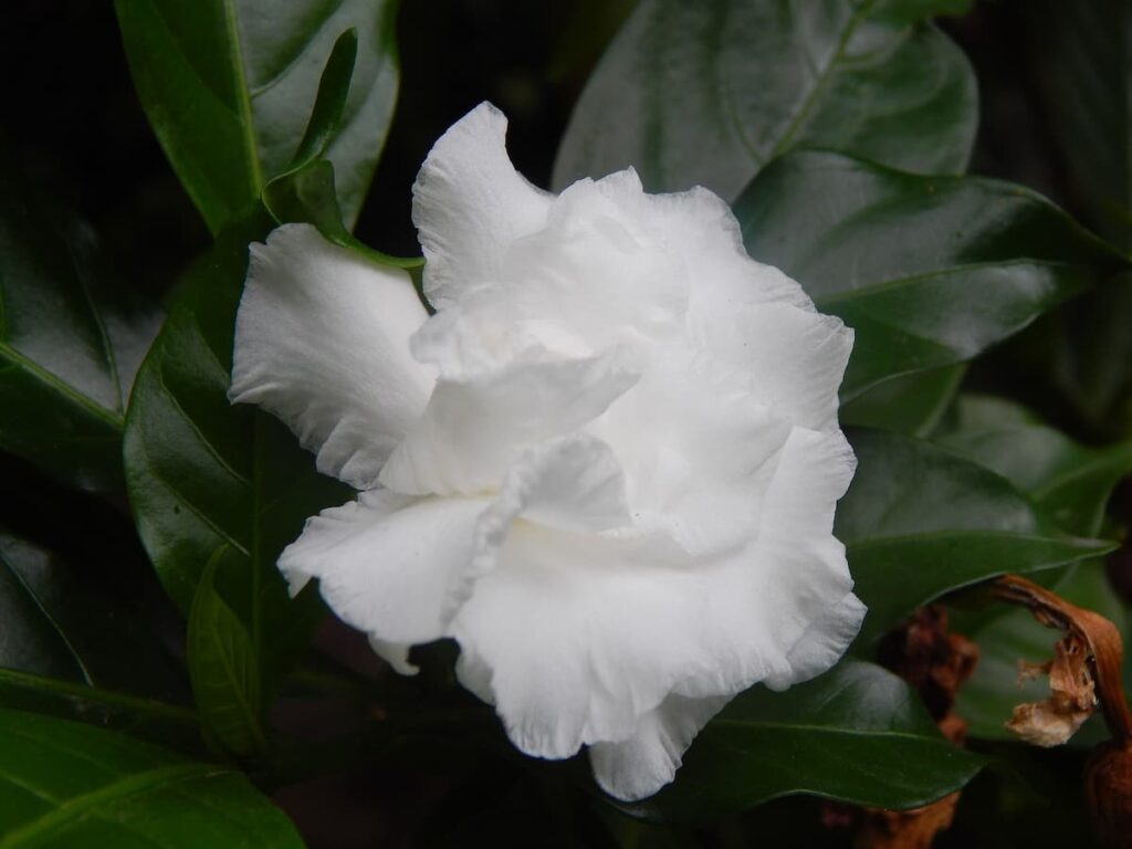 Gardenia Flower