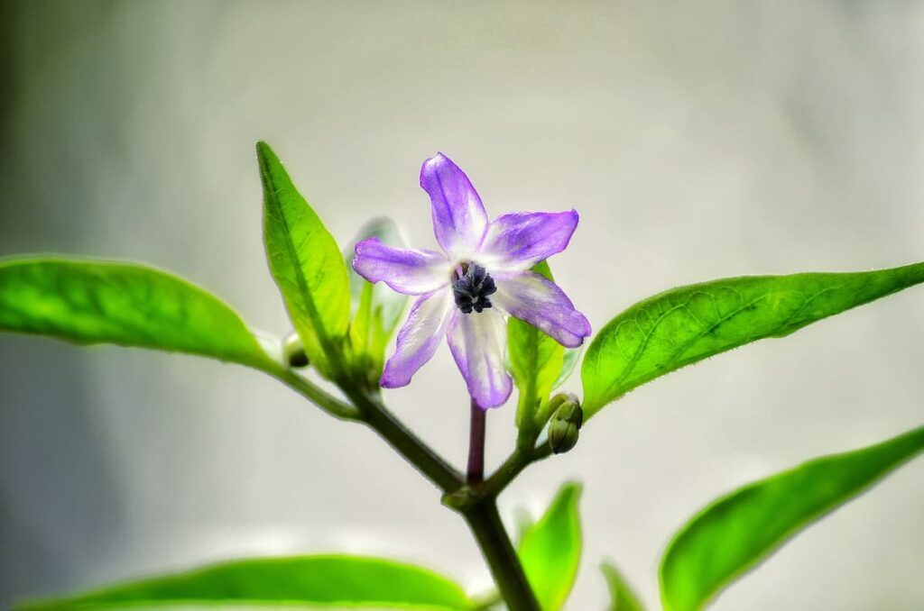 Browallia Flower Plant