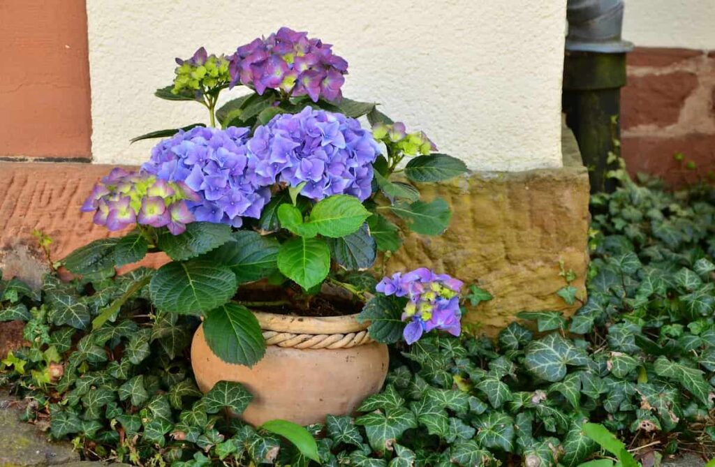 Hydrangea Flower Pot