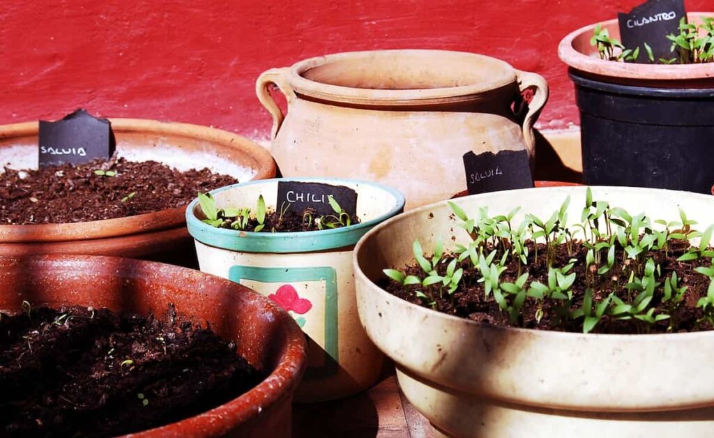 42 Key Rules for Container Gardening