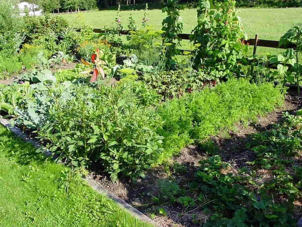 45 Key Rules for Backyard Gardening
