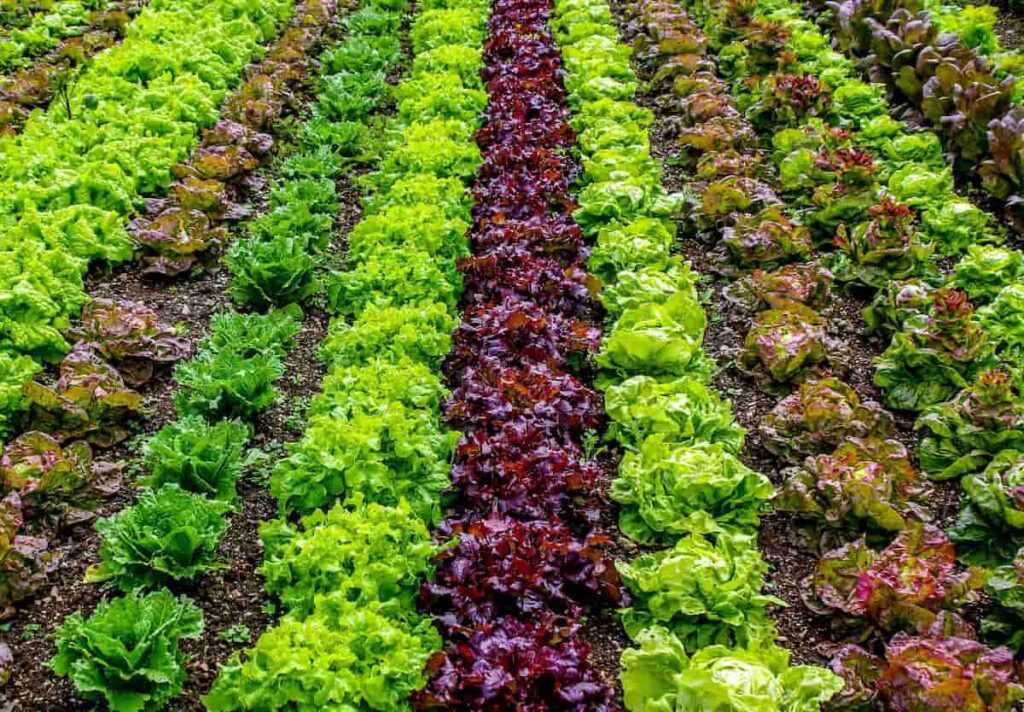 Salad Farming