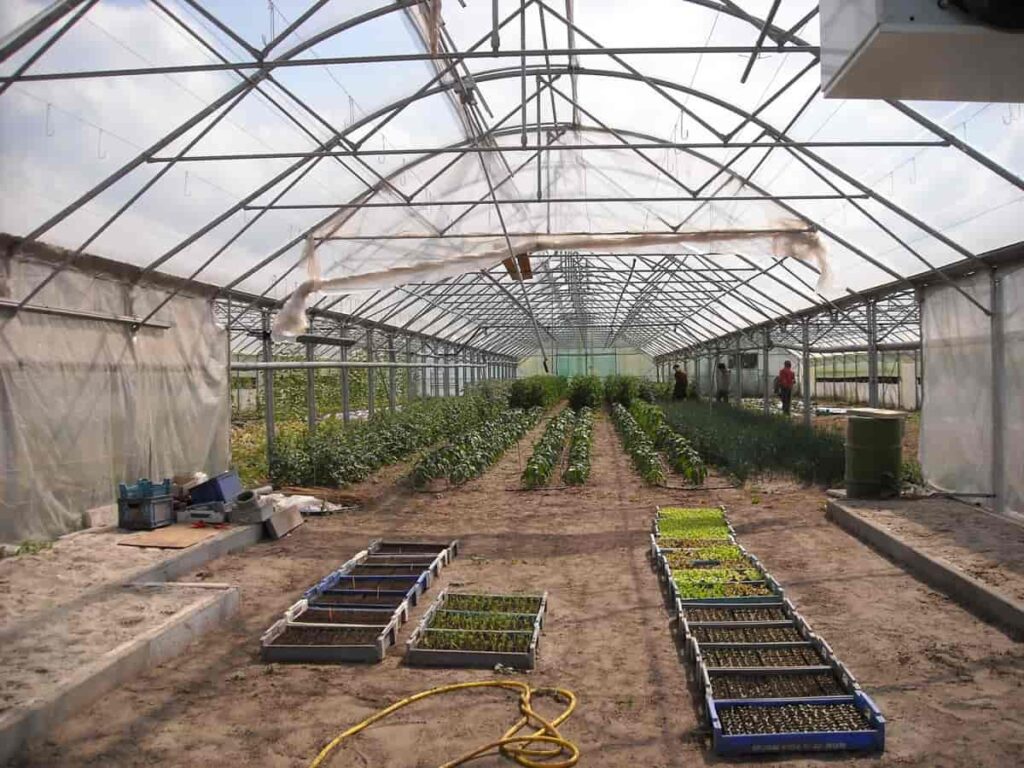 12 Common Greenhouse Gardening Problems and Solutions