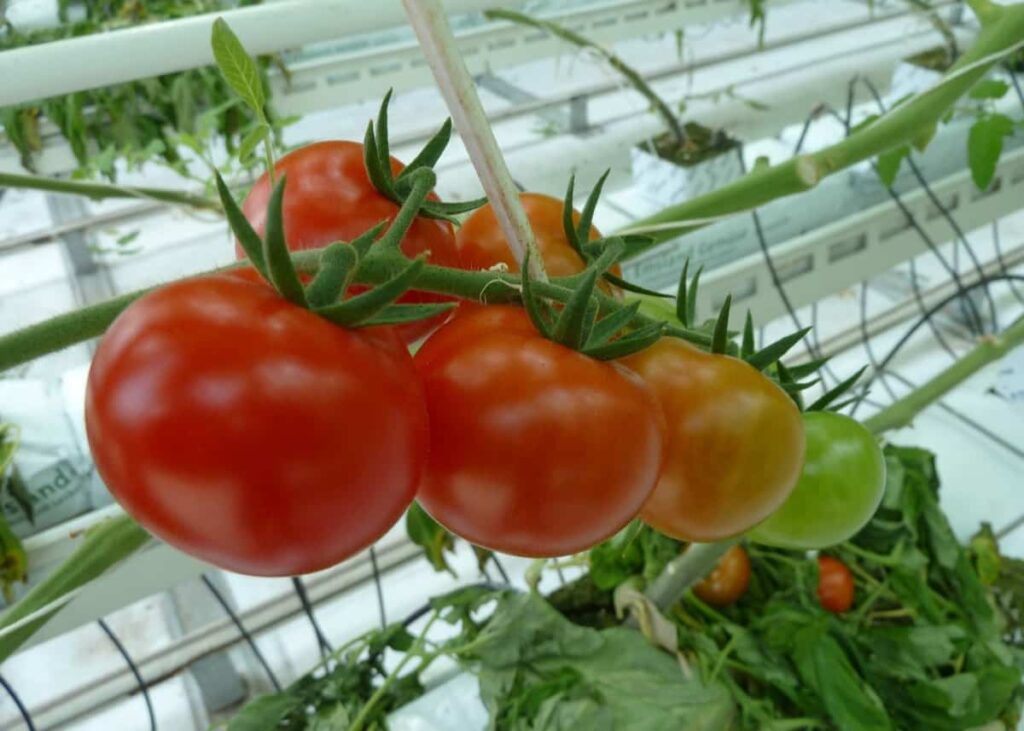 Greenhouse Tomato Gardening