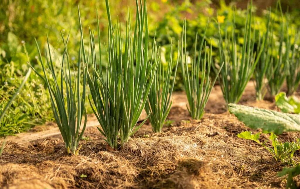 How to Control Pests and Diseases in Onion Crop