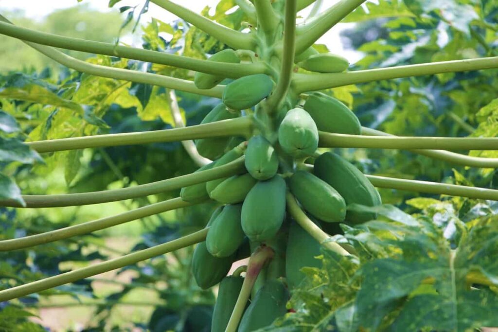 How to Control Pests and Diseases in Papaya
