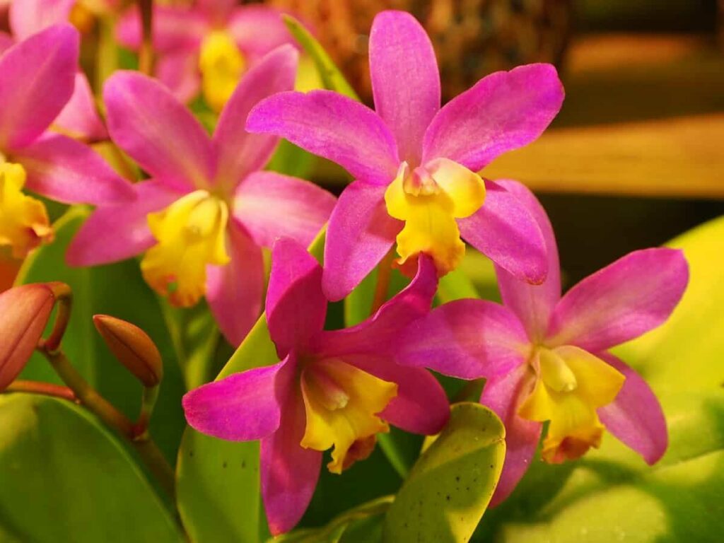 Easy to Grow Orchid Plants for Beginners