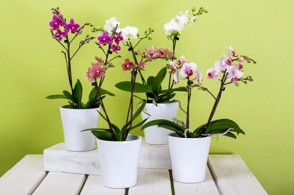 Orchids in Pots
