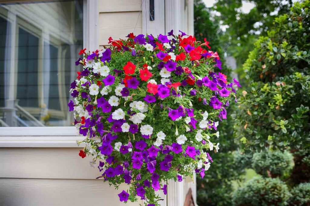 How to Grow Petunias from Seed