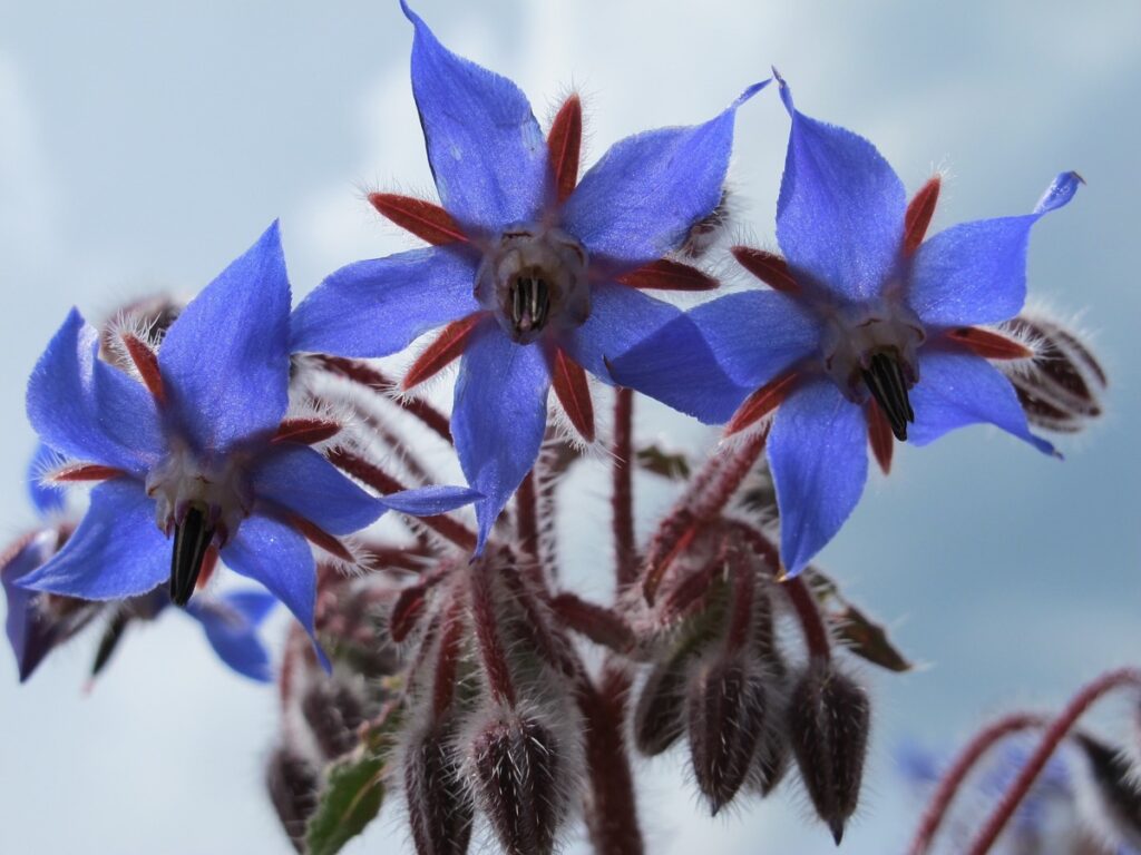 How to Grow Borage from Seed