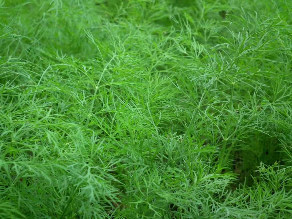 How to Grow Dill from Seed to Harvest