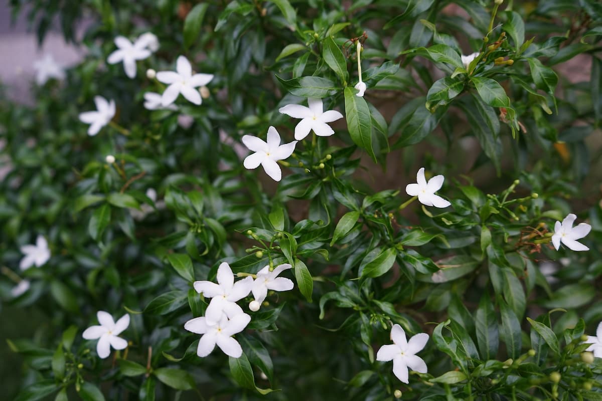 How to Grow Gardenias from Cuttings: A Detailed Guide to Planting to Harvest