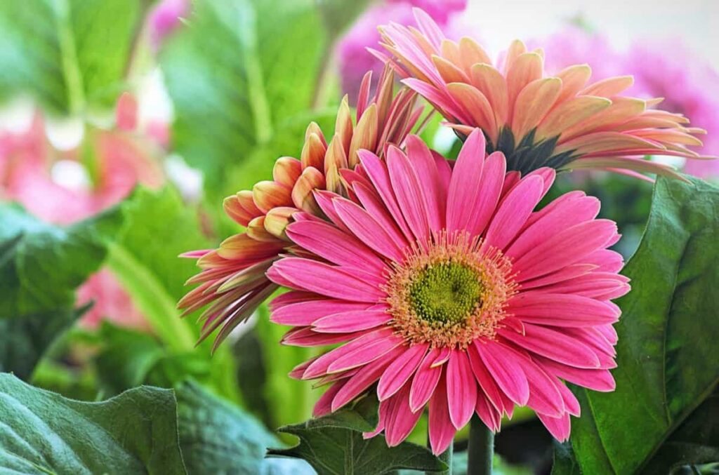 How to Grow Gerbera Daisies from Seed