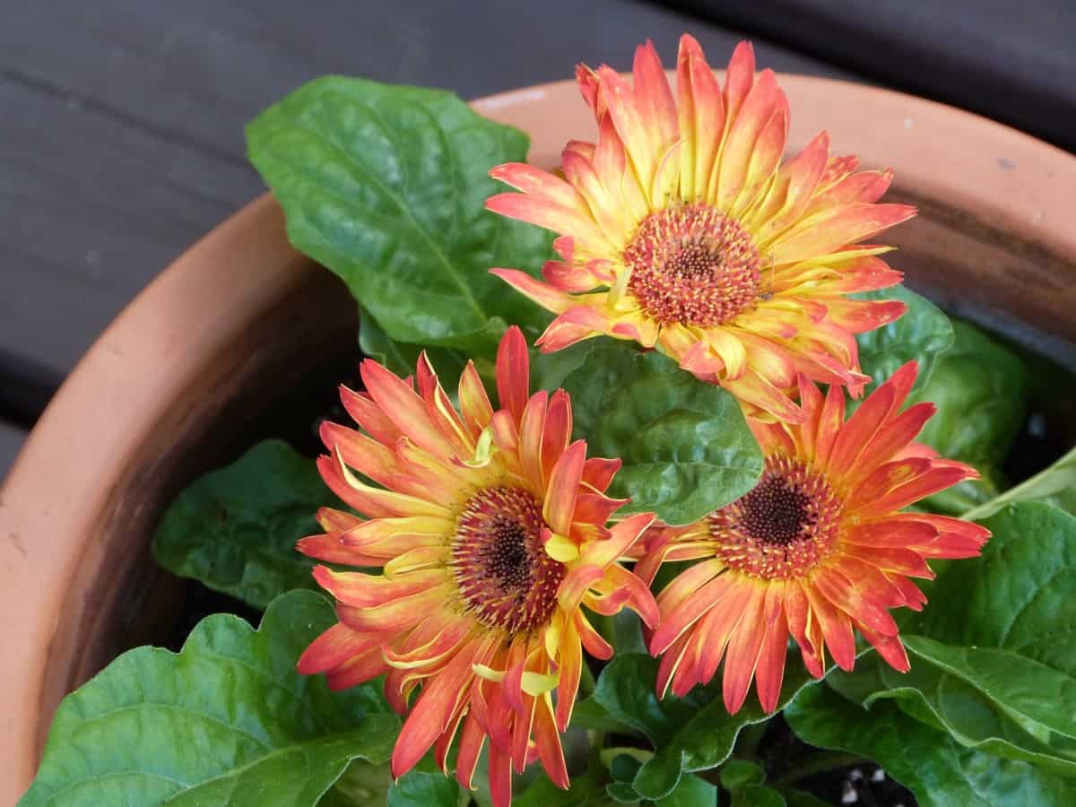 How to Grow Gerbera Daisies from Seed: A Guide to Planting to ...