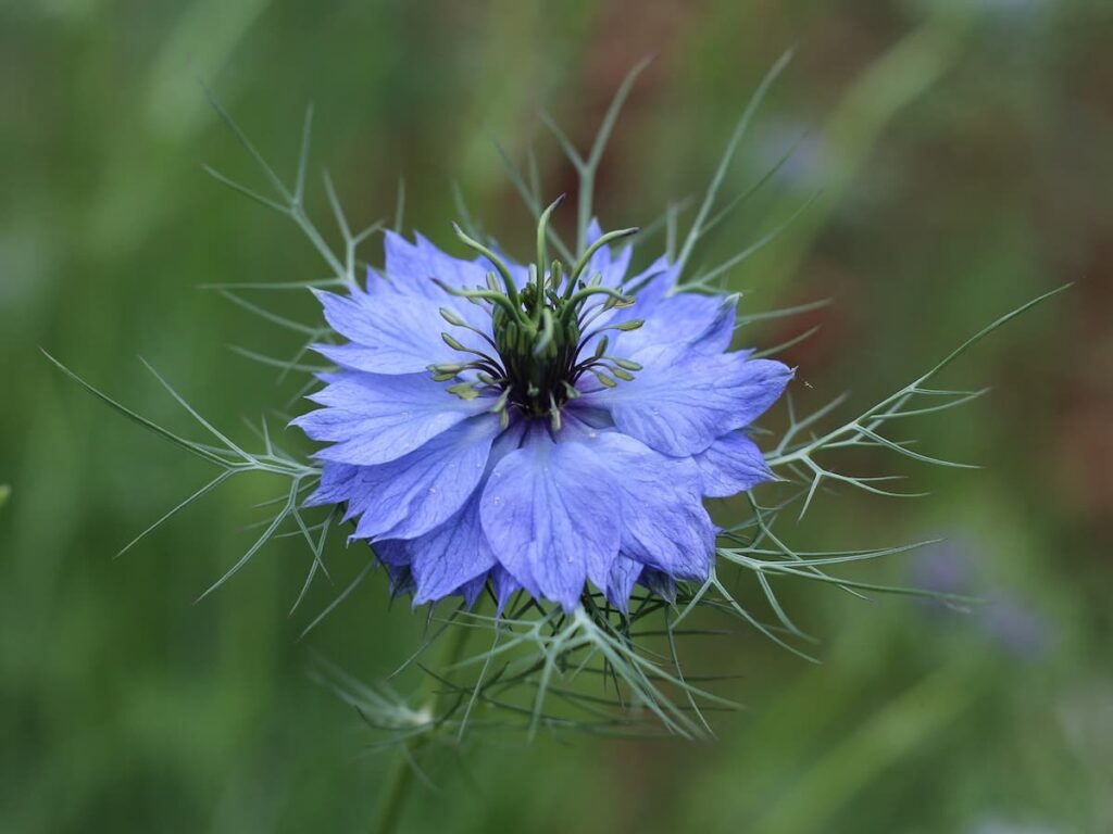 How to Grow Love-in-a-mist in Your Backyard