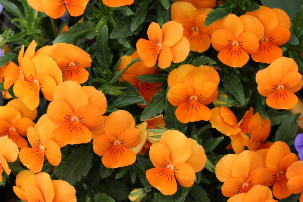 Orange Nasturtium Garden