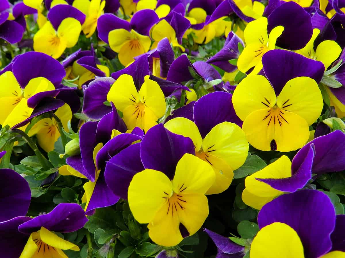 Image of Pansies companion plant for wisteria