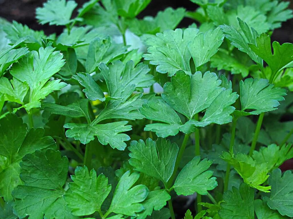 How to Grow Parsley from Seed