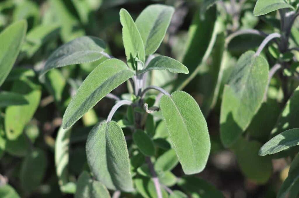 How to Grow Sage from Seed to Harvest