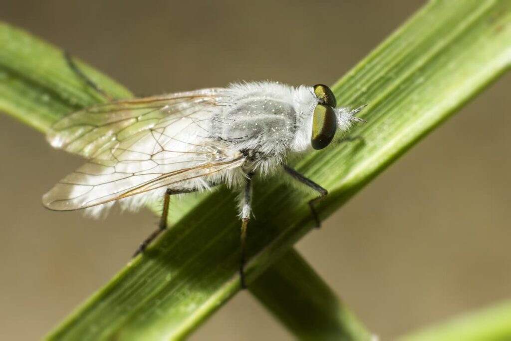 White Fly Insect