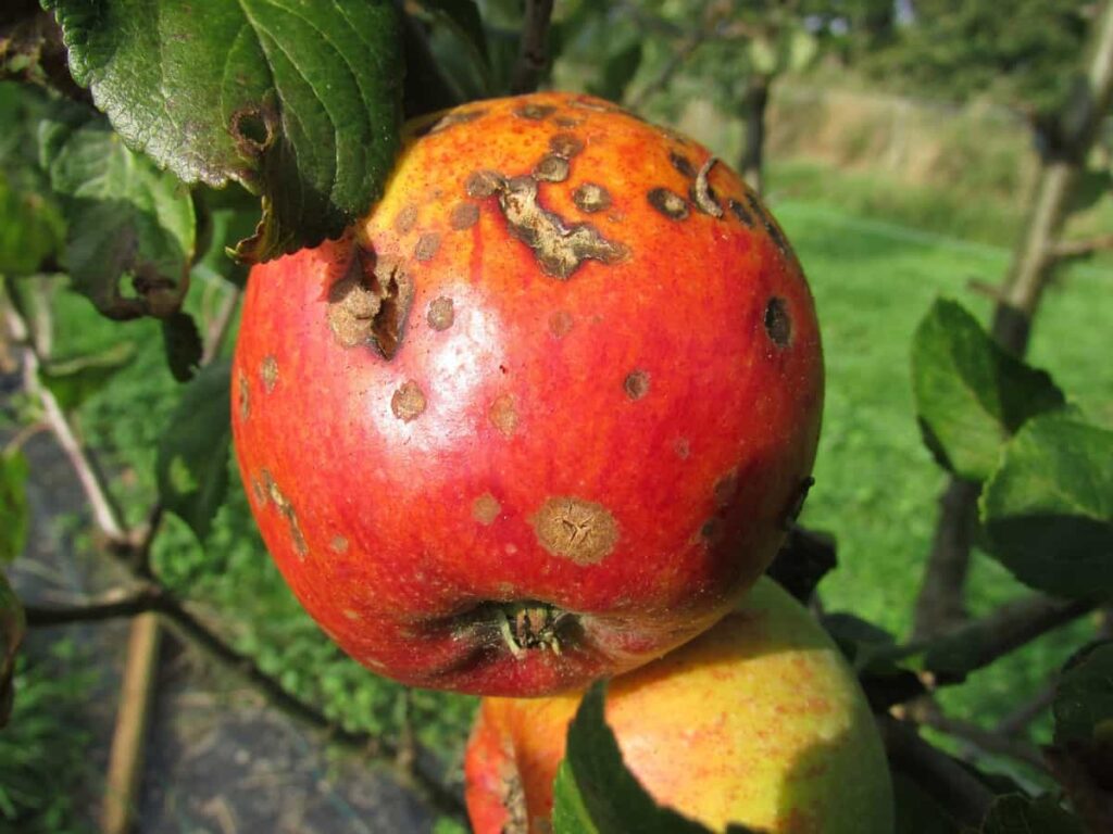 How to Control Pests and Diseases in Apple Trees