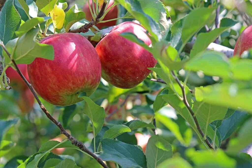 Apple Tree Diseases
