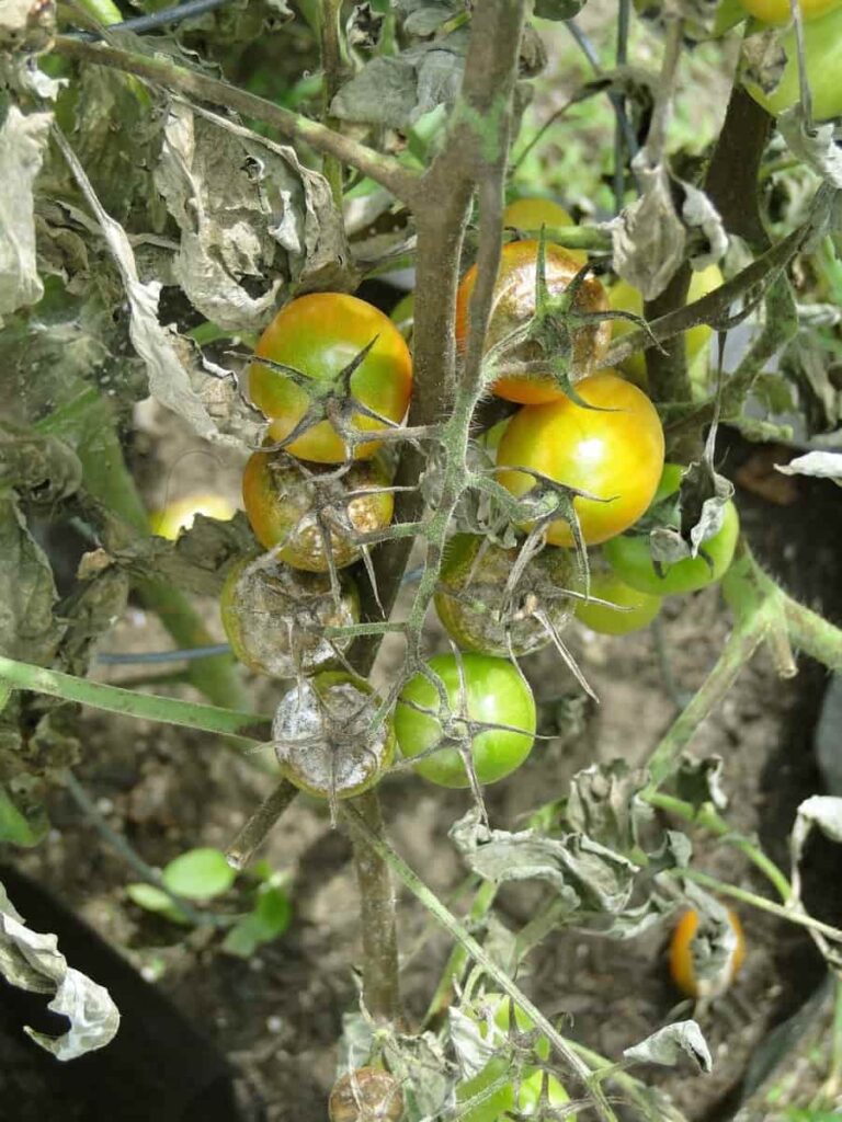 How to Control Pests and Diseases in Tomato Crop