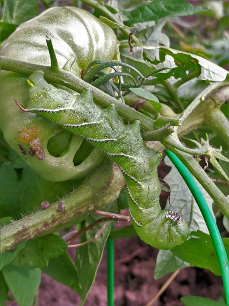 Tomato Plant Pest Control