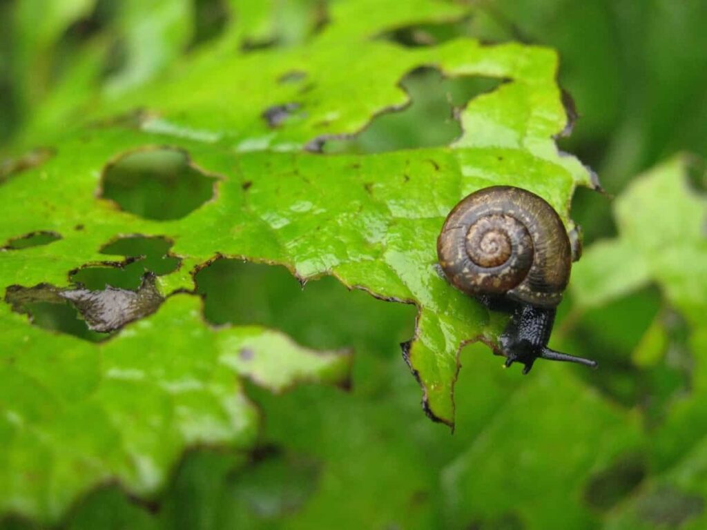Snail on the Leaf